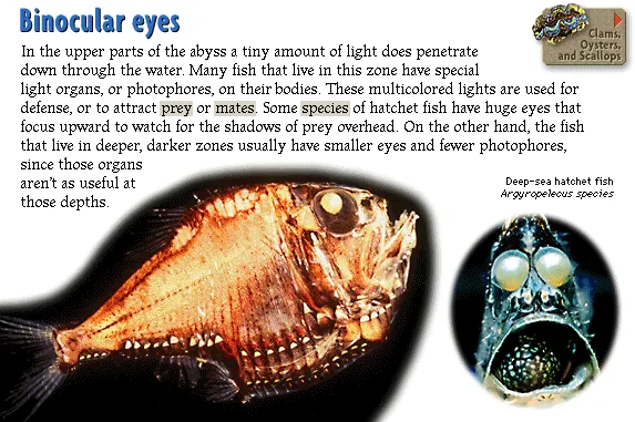 Binocular eyes