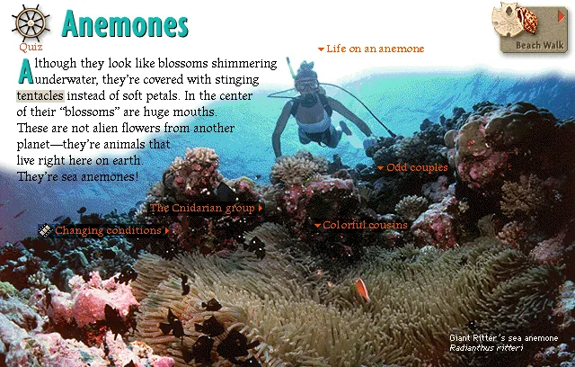 Anemones