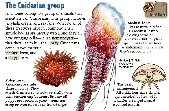 The Cnidarian group
