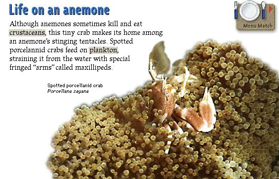 Life on an anemone