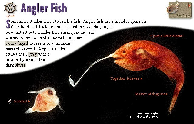 Angler Fish