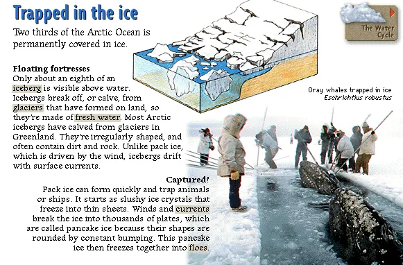 Trapped in the ice