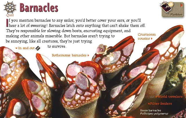 Barnacles