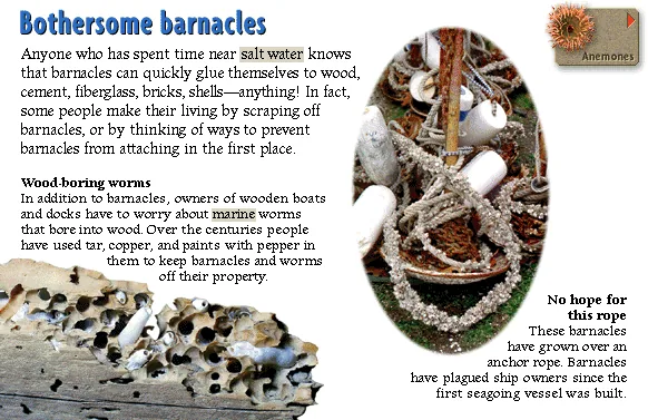 Bothersome barnacles