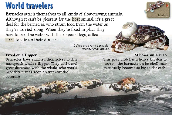 World travelers