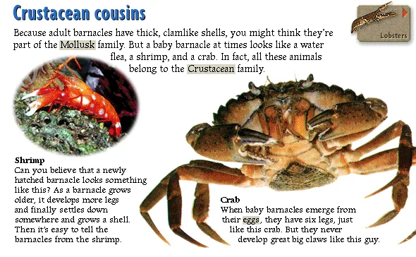 Crustacean cousins