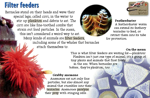 Filter feeders