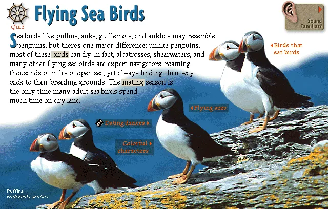 Flying Sea Birds