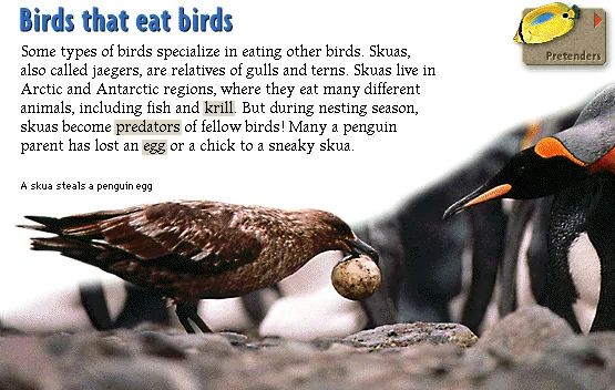 Birds that eat birds