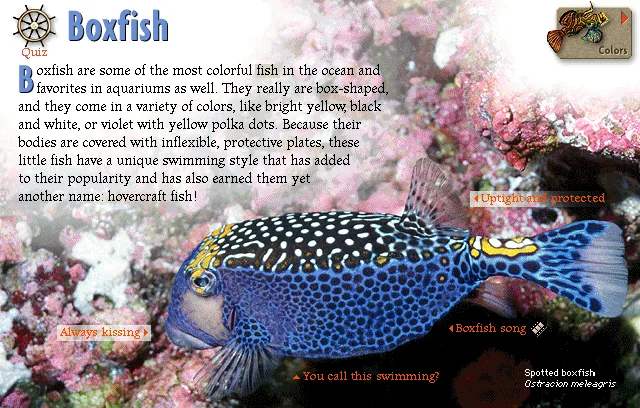 Boxfish