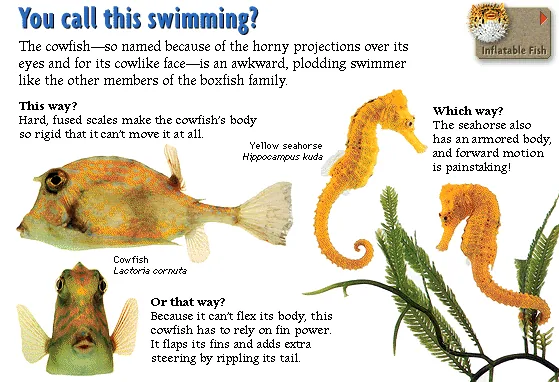 You call this swimming?