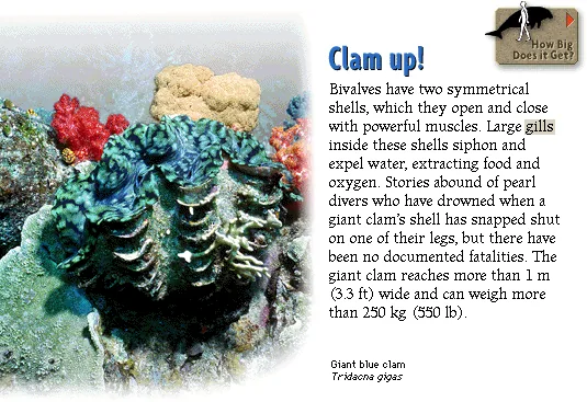 Clam up!