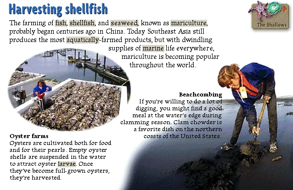 Harvesting shellfish
