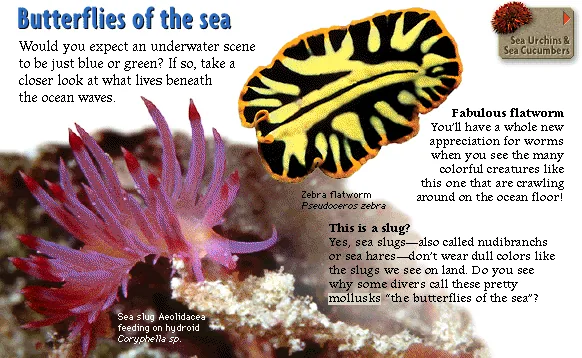 Butterflies of the sea