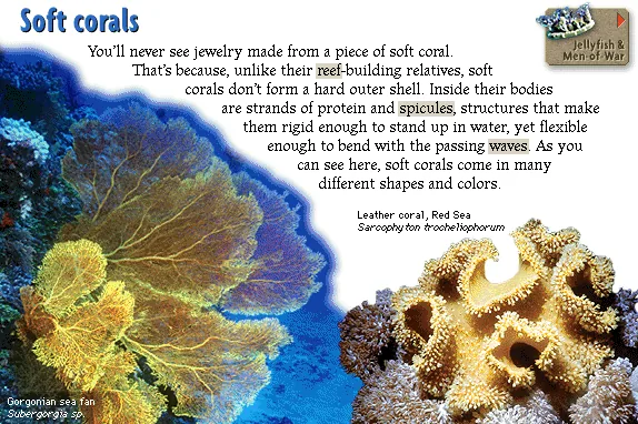 Soft corals