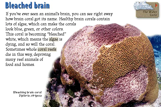 Bleached brain