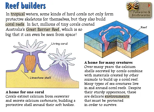 Reef builders