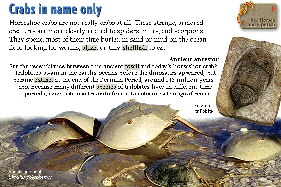 Crabs in name only