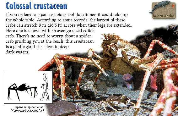 Colossal crustacean