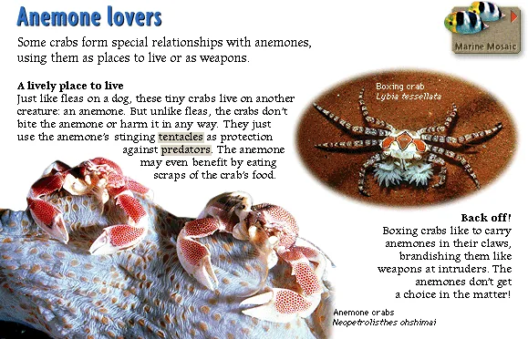 Anemone lovers