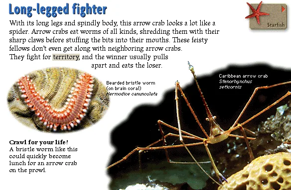 Long-legged fighter
