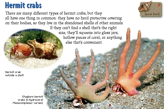 Hermit crabs