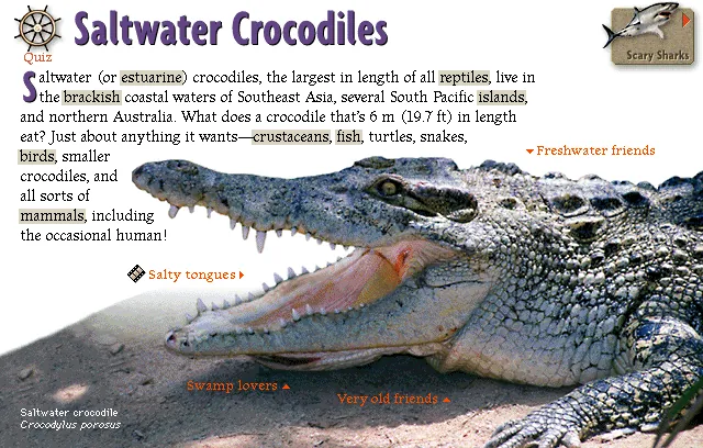 Saltwater Crocodiles