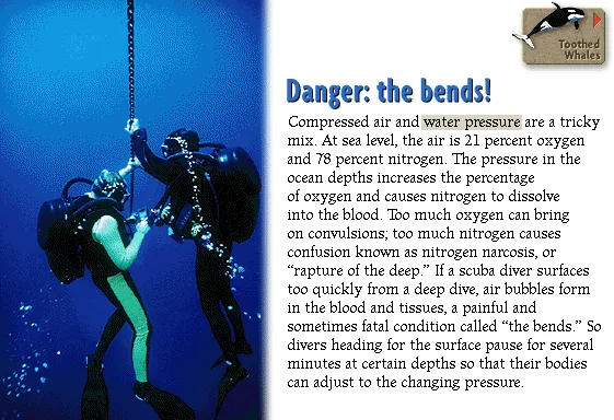 Danger: the bends!