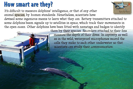 How smart are they?