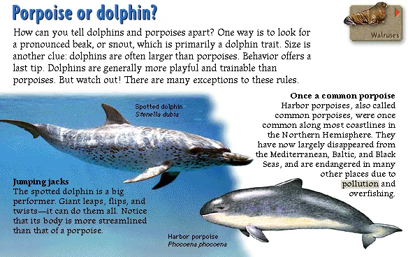 Porpoise or dolphin?