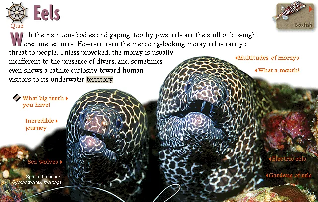 Eels