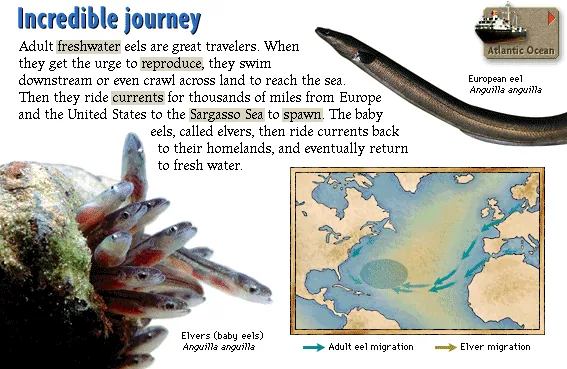 Incredible journey