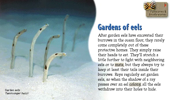 Gardens of eels