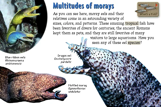Multitudes of morays