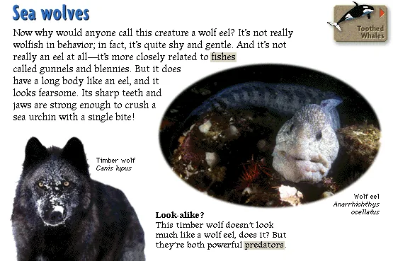 Sea wolves