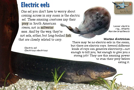 Electric eels
