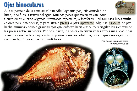 Ojos binoculares
