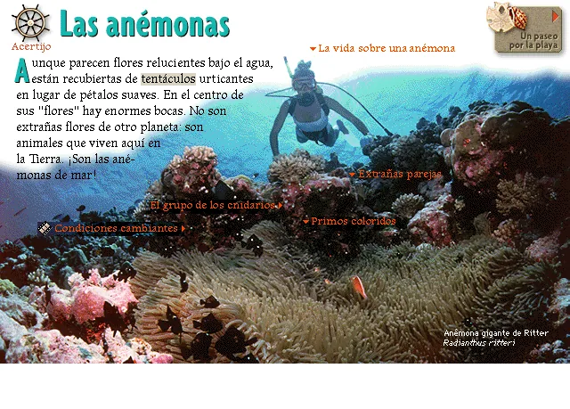 Las anémonas