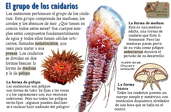 El grupo de los cnidarios