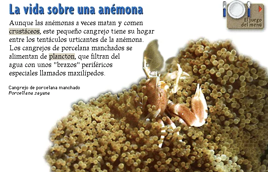 La vida sobre una anémona