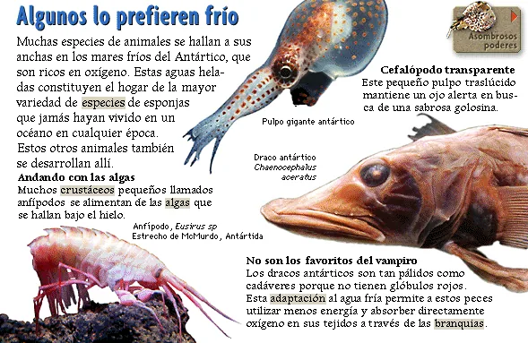 Algunos lo prefieren frío