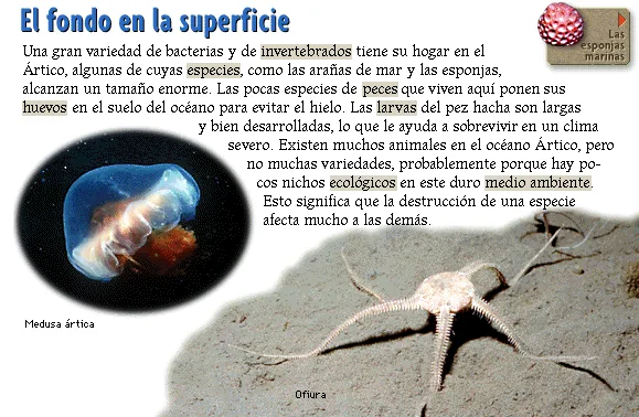 El fondo en la superficie