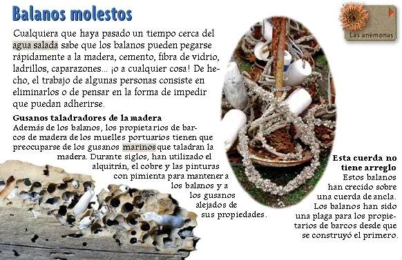 Balanos molestos