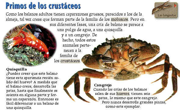 Primos de los crustáceos