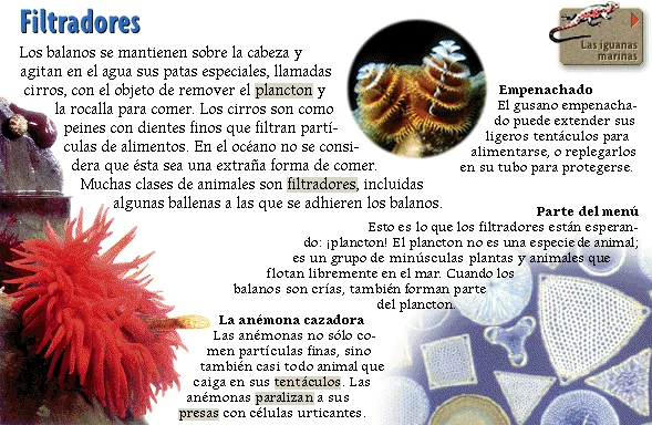 Filtradores