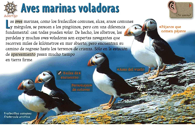 Aves marinas voladoras