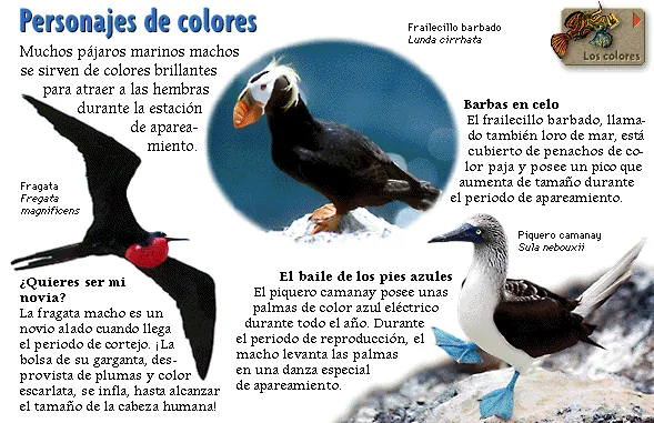 Personajes de colores