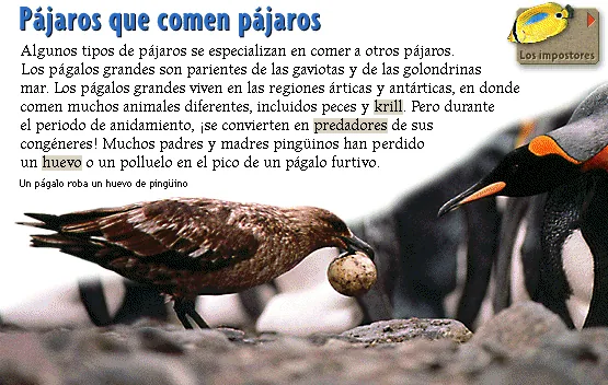 Pájaros que comen pájaros