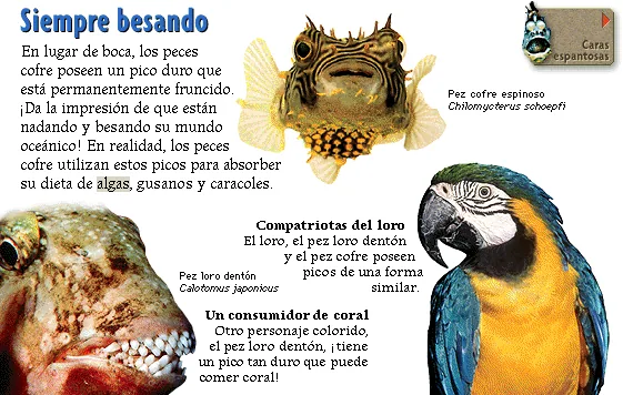 Siempre besando