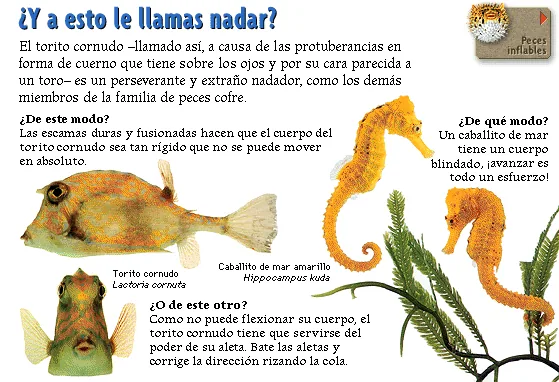 ¿Y a esto le llamas nadar?